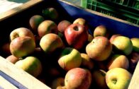Apfelmarkt 2019