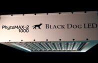 Blackdog LED Film 3 v3