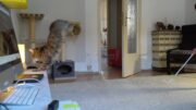#homeofficekatzenvideo