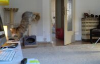 #homeofficekatzenvideo